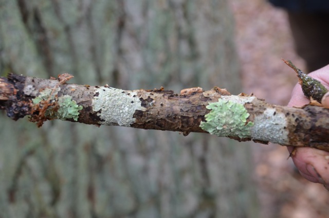 2011 12 A la découverte des lichens 19